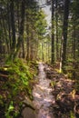 Sunny Trail Through Pine Forest Royalty Free Stock Photo