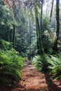 East Sooke Wilderness Park, Sunny Trail through Temperate Pacific Rainforest, Vancouver Island, British Columbia