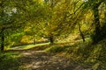 Tree-lined path in autumn bathed in dappled sunlight Royalty Free Stock Photo