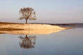 Sunny tree near of the river