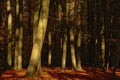 Sunny tree trunks against a dark forest background Royalty Free Stock Photo