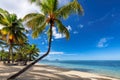 Tropical beach. Palm trees in tropical resort in Mauritius island Royalty Free Stock Photo