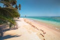 Sunny tropical Caribbean Island Tobago. Coconut palm trees, white sand beach,sunshine and turquoise water. Holiday s paradise Royalty Free Stock Photo