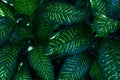 Sunny Tropical Leaves Stripes Close Up Background