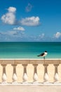 Sunny Tropical Seashore with Gull Sitting on Fence