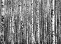 Sunny trunks of birch trees black and white Royalty Free Stock Photo