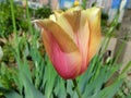Sunny variegated red-yellow tulip