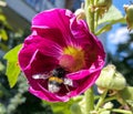 Sunny vibrant hollyhock summer flower with large fluffy bumble bee