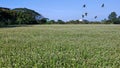 Sunny view of beautiful Buckwheat flowers, Dayuan, Taoyuan, Taiwan