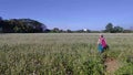 Sunny view of beautiful Buckwheat flowers, Dayuan, Taoyuan, Taiwan