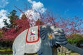 Sunny view of the beautiful cherry blossom in Nantou Country Renai Township Cing Jing elementary school Royalty Free Stock Photo