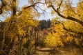 Sunny view of beautiful fall color around Parowan Canyon Royalty Free Stock Photo