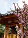 Sunny view of the cherry blossom in Fushimi Inari-taisha