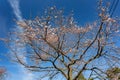 Sunny view of cherry blossom in Minamitsuru District Royalty Free Stock Photo