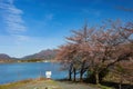 Sunny view of cherry blossom in Minamitsuru District Royalty Free Stock Photo