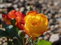 Sunny view of Dichromatic rose blossom