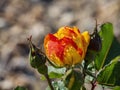 Sunny view of Dichromatic rose blossom