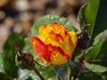 Sunny view of Dichromatic rose blossom