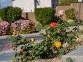 Sunny view of Dichromatic rose blossom