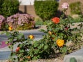 Sunny view of Dichromatic rose blossom