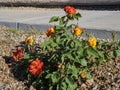 Sunny view of Dichromatic rose blossom