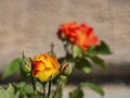 Sunny view of Dichromatic rose blossom