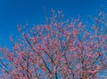 Sunny view of eastern redbud blossom in E.C. Hafer Park Royalty Free Stock Photo