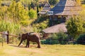 Sunny view of elephant Royalty Free Stock Photo