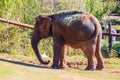 Sunny view of elephant Royalty Free Stock Photo