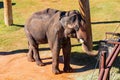Sunny view of elephant Royalty Free Stock Photo