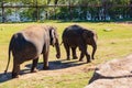 Sunny view of elephant Royalty Free Stock Photo