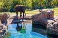 Sunny view of elephant Royalty Free Stock Photo