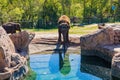 Sunny view of elephant Royalty Free Stock Photo