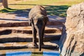 Sunny view of elephant Royalty Free Stock Photo