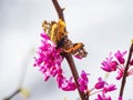 Sunny view of the Epargyreus clarus eating the eastern redbud