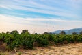 Sunny view of the grapes farm of Napa Valley Royalty Free Stock Photo