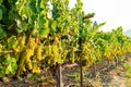 Sunny view of the grapes farm of Napa Valley Royalty Free Stock Photo