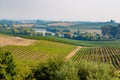 Sunny view of the grapes farm of Napa Valley Royalty Free Stock Photo