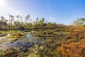 Sunny view of the landsacpe in Bayou Sauvage NWR Ridge Trail Royalty Free Stock Photo