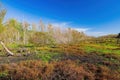 Sunny view of the landsacpe in Bayou Sauvage NWR Ridge Trail Royalty Free Stock Photo