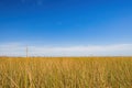 Sunny view of the landsacpe in Bayou Sauvage NWR Ridge Trail Royalty Free Stock Photo
