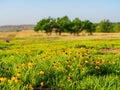 Sunny view of the landscape around Wichita Mountains Wildlife Refuge