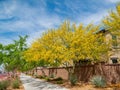 Sunny view of Parkinsonia florida blossom and a beautiful residence building