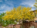 Sunny view of Parkinsonia florida blossom and a beautiful residence building