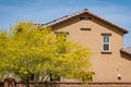 Sunny view of Parkinsonia florida blossom and a beautiful residence building