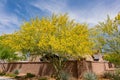 Sunny view of Parkinsonia florida blossom and a beautiful residence building