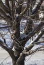 Sunny view of snow texture on a small crabapple tree after a snow fall Royalty Free Stock Photo