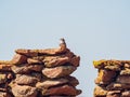 Sunny view of a sparrow in The Holy City of the Wichitas