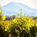 Sunny vineyard in summer, Crimea Royalty Free Stock Photo