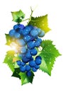 Sunny Vineyard Grapes